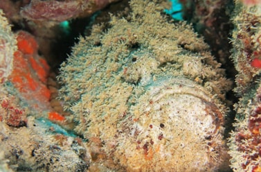 Underwater Creature: Photograph by India Scuba Explorers in Andaman - Best Place for Scuba Diving